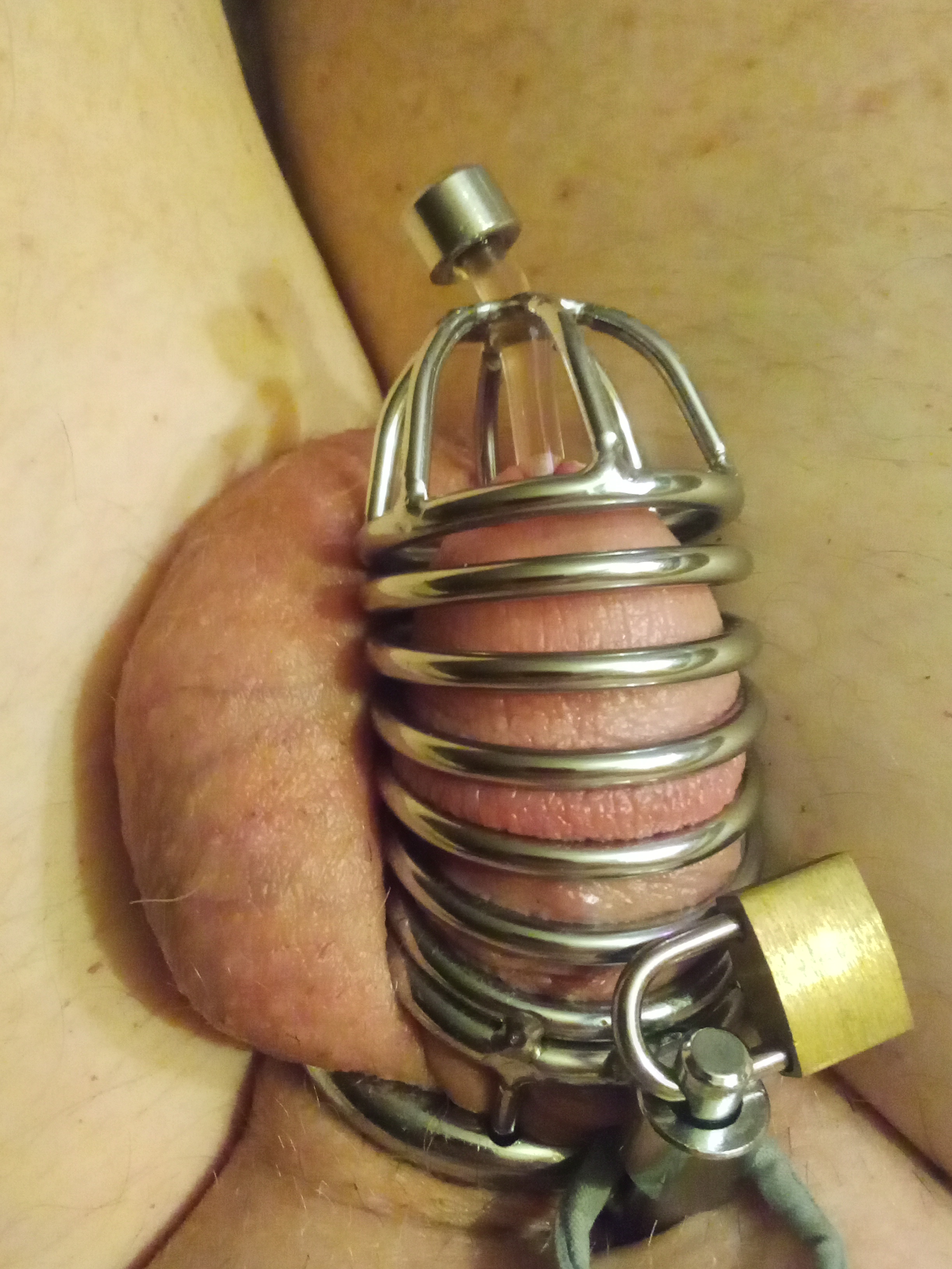 Closeup of my penis in the chastity 
				cage with the small catheter inserted and attached to the cage